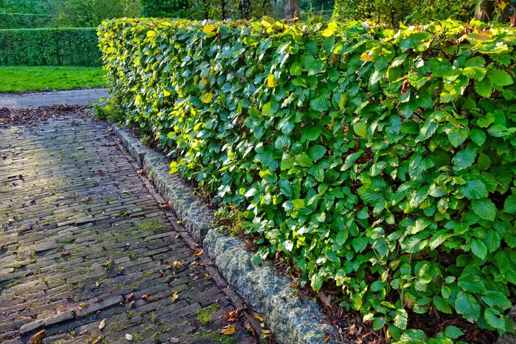 hedge, clipped, trimmed hedge, design, garden, park, symmetry, nature, green design